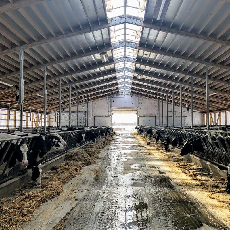 172' x 112' Dairy Addition with steel pre-engineered building.  Picture of interior of the building with dairy cows.